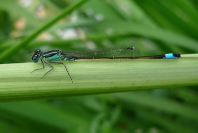 Ischnura elegans macho en estado por Pere Miquel Guillem