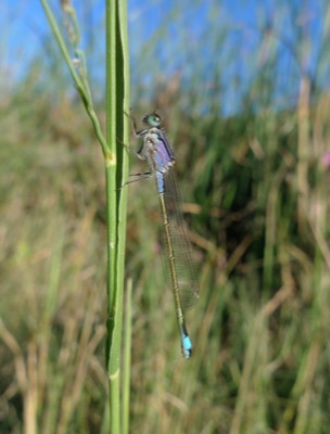 Ischnura elegans hembra en estado por Pere Miquel Guillem