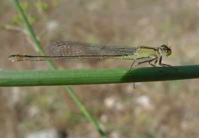 Ischnura elegans hembra en estado por Pere Miquel Guillem