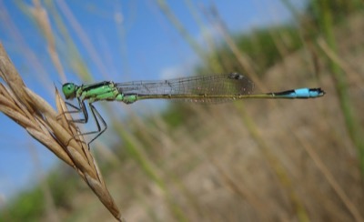 Ischnura elegans macho en estado por Pere Miquel Guillem