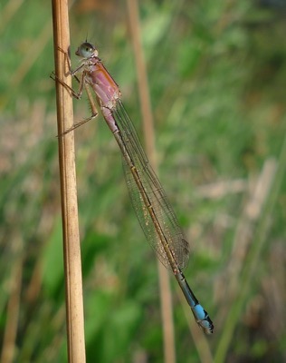 Ischnura elegans hembra en estado por Pere Miquel Guillem