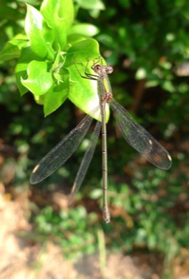 Lestes viridis hembra en estado por Pere Miquel Guillem