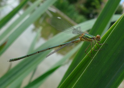 Lestes viridis macho en estado por Pere Miquel Guillem