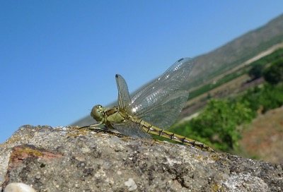 Orthetrum cancellatum hembra en estado por Pere Miquel Guillem