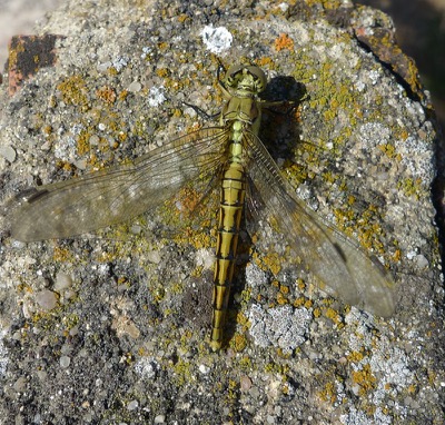 Orthetrum cancellatum hembra en estado por Pere Miquel Guillem