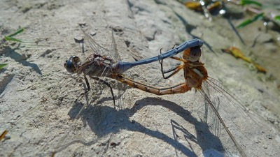 Orthetrum chrysostigma copula en estado por Pere Miquel Guillem