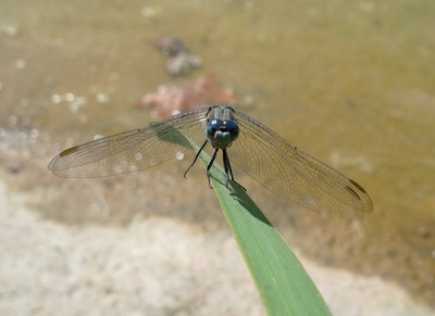 Orthetrum chrysostigma macho en estado por Pere Miquel Guillem
