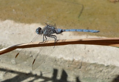 Orthetrum chrysostigma macho en estado por Pere Miquel Guillem