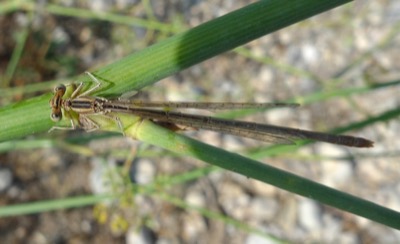 Platycnemis acutipennis hembra en estado por Pere Miquel Guillem