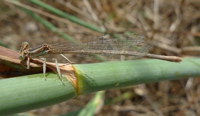 Platycnemis acutipennis hembra en estado por Pere Miquel Guillem