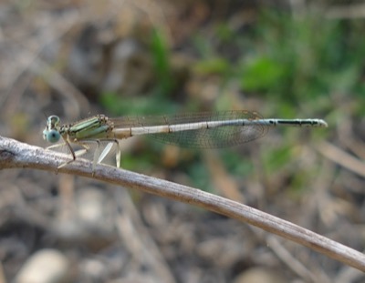 Platycnemis latipes macho en estado por Pere Miquel Guillem