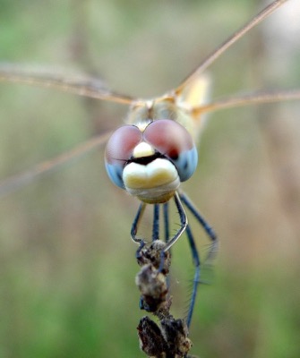 Sympetrum fonscolombii hembra en estado por Pere Miquel Guillem