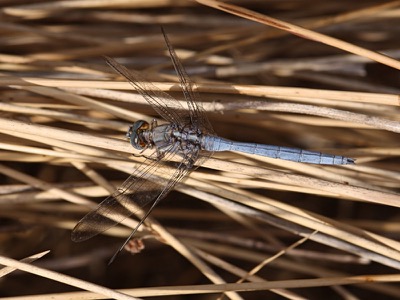 Orthetrum chrysostigma macho en estado por Angel Martín Ojeda