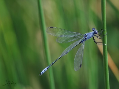 Lestes macrostigma macho en estado por Juan Pedro Serrano León