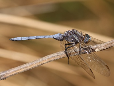 Orthetrum chrysostigma macho en estado por Angel Martín Ojeda