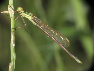 Lestes barbarus macho en estado por Francisco Camello Rodriguez