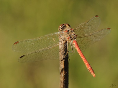 Sympetrum meridionale macho en estado por Juan Pedro Serrano León