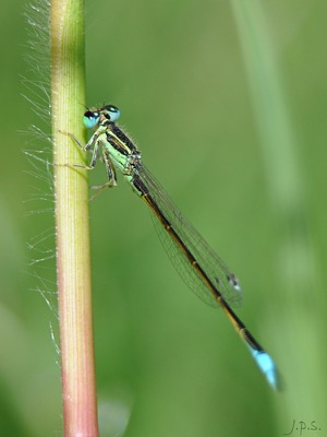 Ischnura graellsii macho en estado por Juan Pedro Serrano León