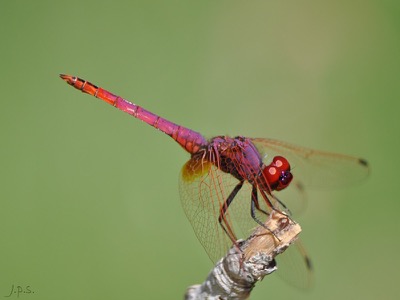 Trithemis annulata macho en estado por Juan Pedro Serrano León