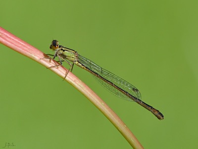 Ischnura elegans hembra en estado por Juan Pedro Serrano León