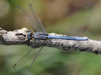 Orthetrum chrysostigma macho en estado por Juan Pedro Serrano León