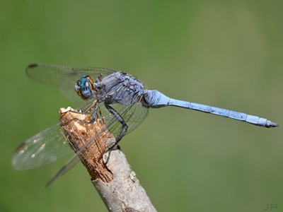 Orthetrum chrysostigma macho en estado por Juan Pedro Serrano León