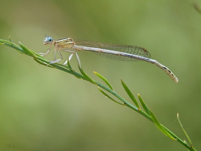 Platycnemis latipes macho en estado por Juan Pedro Serrano León