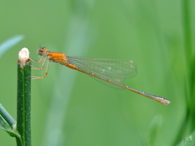 Ischnura elegans hembra en estado por Juan Pedro Serrano León