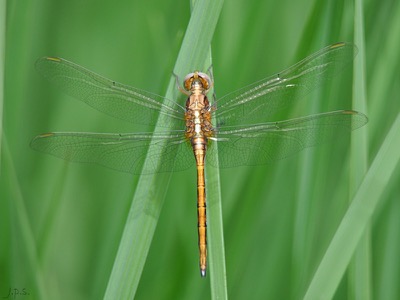 Orthetrum chrysostigma hembra en estado por Juan Pedro Serrano León