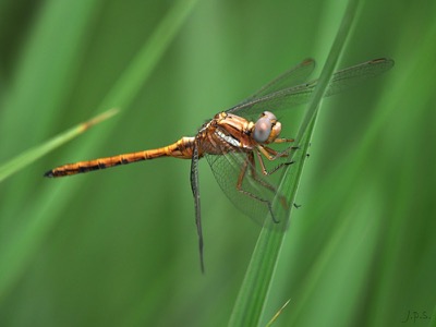 Orthetrum chrysostigma hembra en estado por Juan Pedro Serrano León