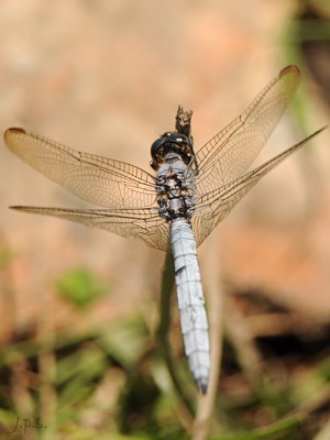 Orthetrum coerulescens macho en estado por Juan Pedro Serrano León