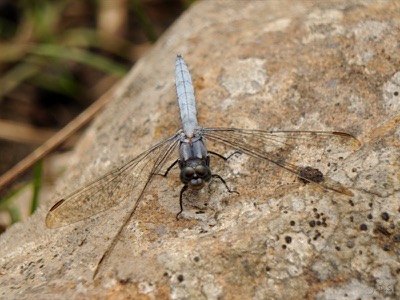 Orthetrum coerulescens macho en estado por Juan Pedro Serrano León