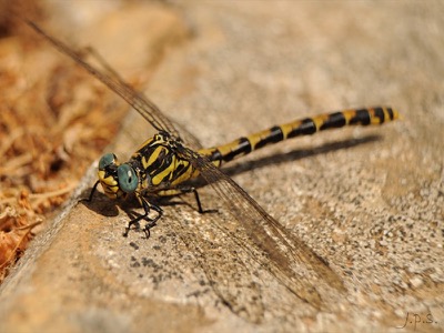 Onychogomphus uncatus hembra en estado por Juan Pedro Serrano León