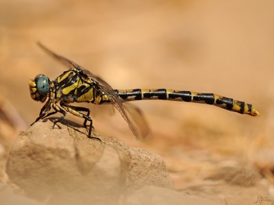 Onychogomphus uncatus hembra en estado por Juan Pedro Serrano León