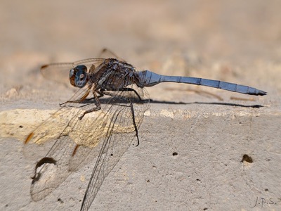 Orthetrum chrysostigma macho en estado por Juan Pedro Serrano León