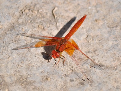 Trithemis kirbyi macho en estado por Juan Pedro Serrano León