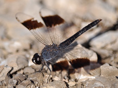 Brachythemis impartita macho en estado por Juan Pedro Serrano León