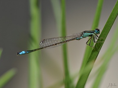 Ischnura elegans macho en estado por Juan Pedro Serrano León