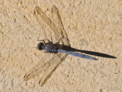 Orthetrum chrysostigma macho en estado por Juan Pedro Serrano León