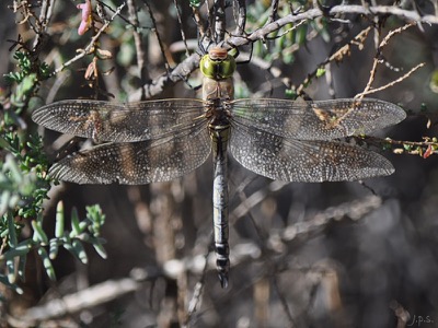 Anax parthenope macho en estado por Juan Pedro Serrano León