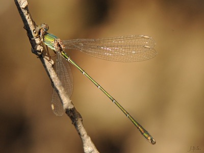 Lestes viridis macho en estado por Juan Pedro Serrano León