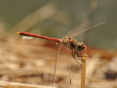 Sympetrum meridionale macho en estado por Juan Pedro Serrano León
