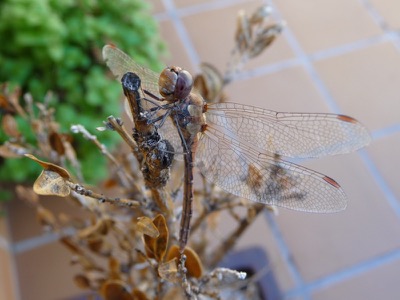 Sympetrum striolatum macho en estado por Manuel Nuñez Guerra