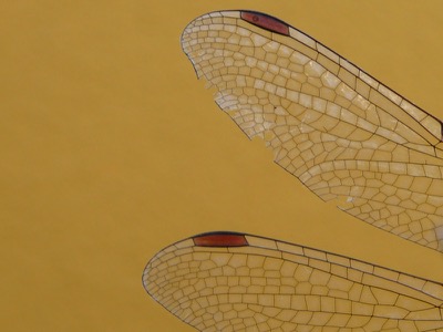 Sympetrum striolatum macho en estado por Manuel Nuñez Guerra