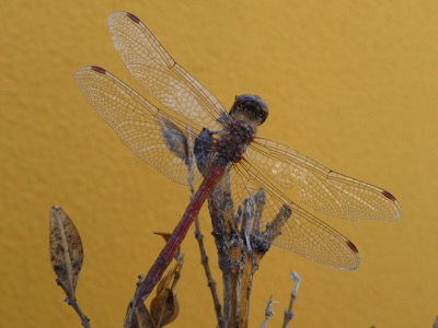Sympetrum striolatum macho en estado por Manuel Nuñez Guerra