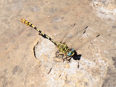 Onychogomphus forcipatus macho en estado por Juan Pedro Serrano León