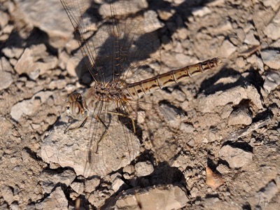 Brachythemis impartita hembra en estado por Juan Pedro Serrano León