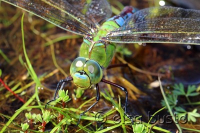 Anax imperator hembra en estado por Elsa Busto