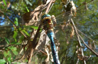 Anax imperator hembra en estado por Elsa Busto