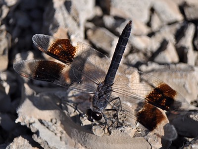 Brachythemis impartita macho en estado por Juan Pedro Serrano León